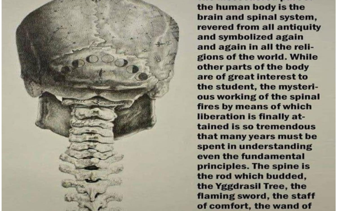 The Most Sacred Part of the Human is the Brain & Spinal System